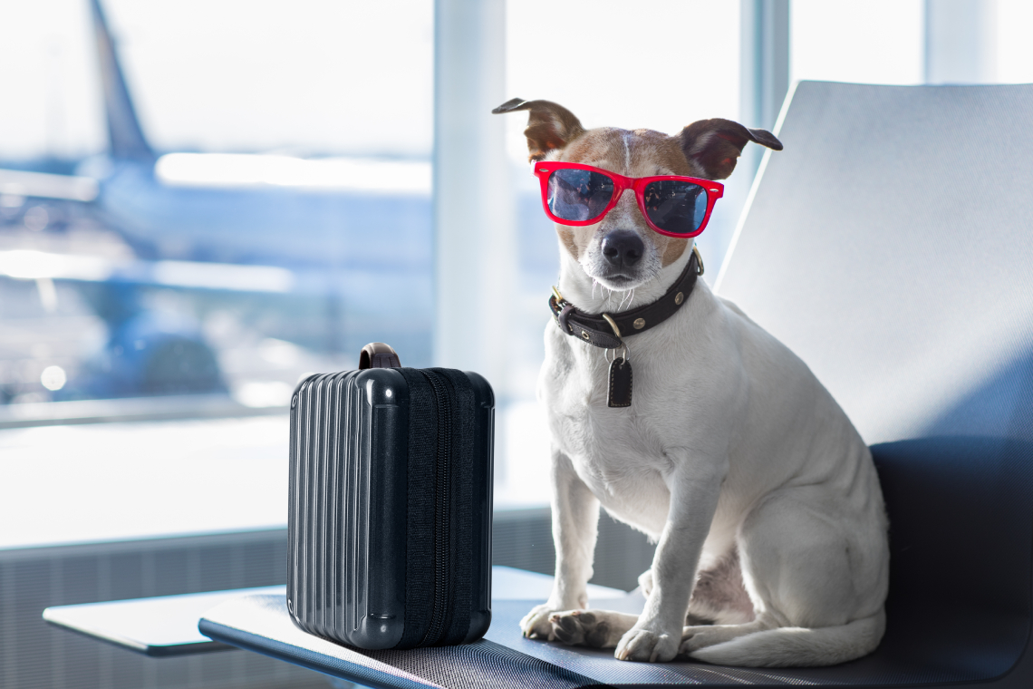 servicio transporte mascota skyhigh.jpg